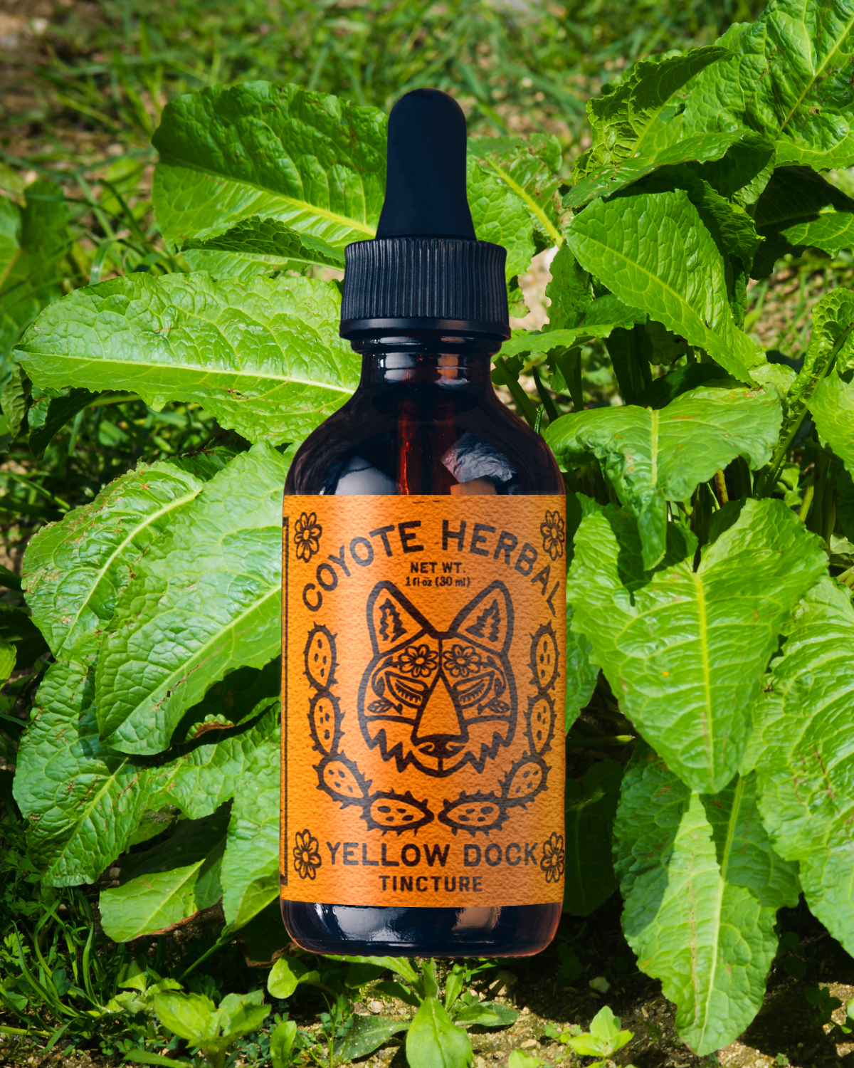 Plant Medicine from Coyote Herbal