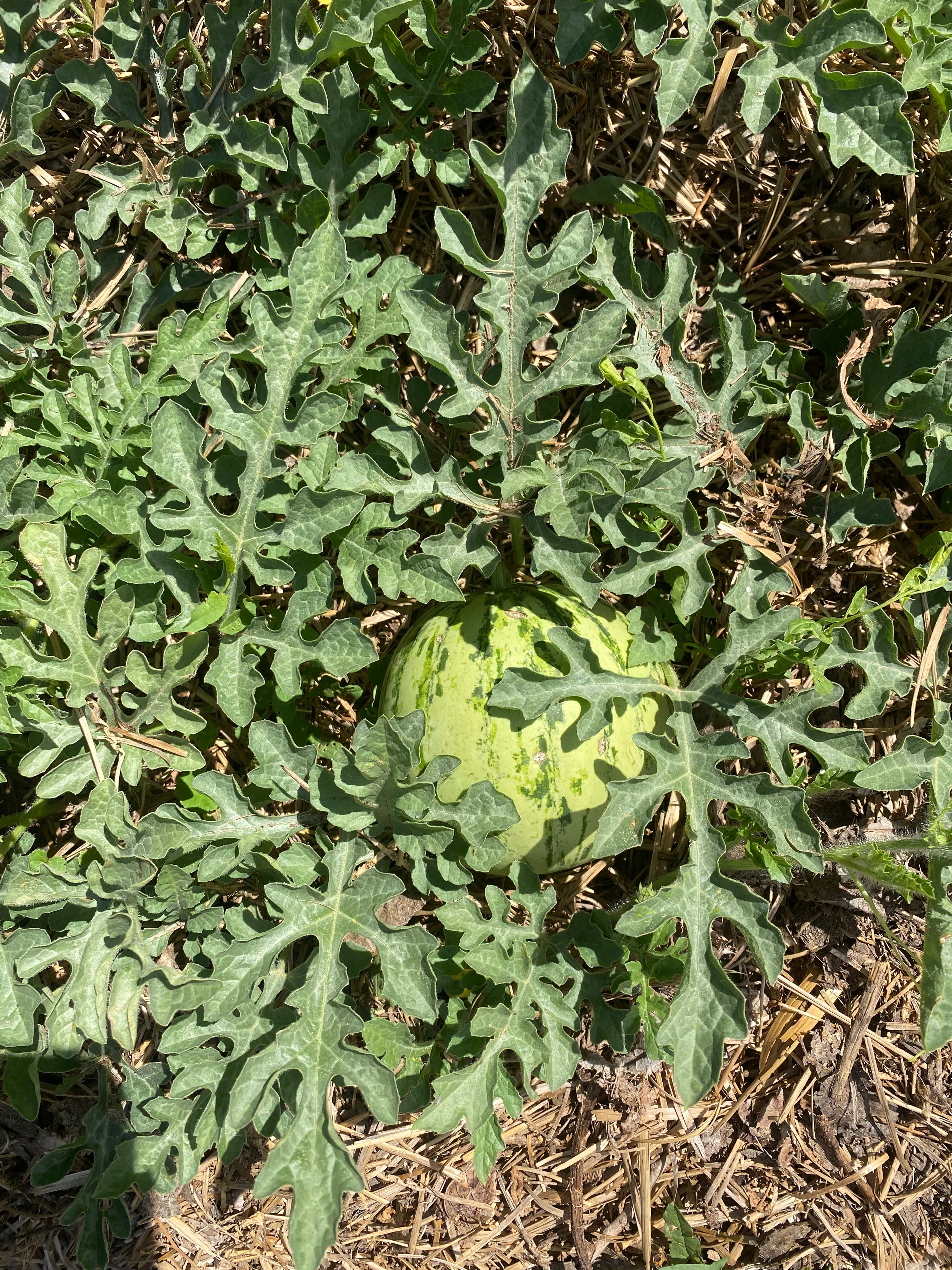 2025 Fall Harvest Box