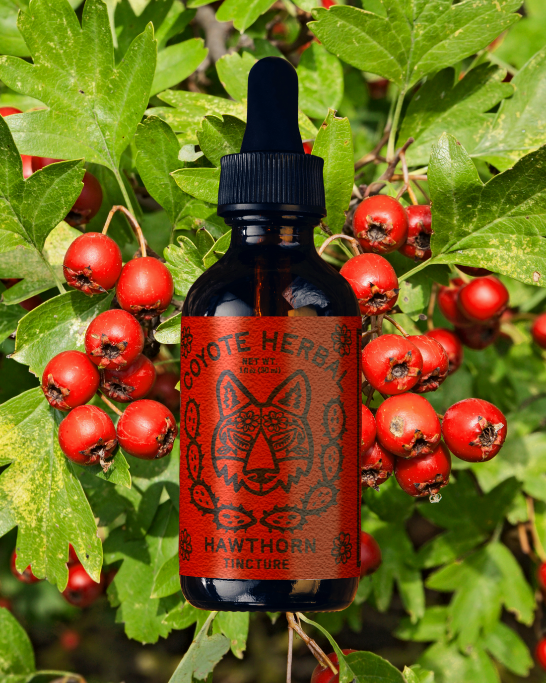 Plant Medicine from Coyote Herbal