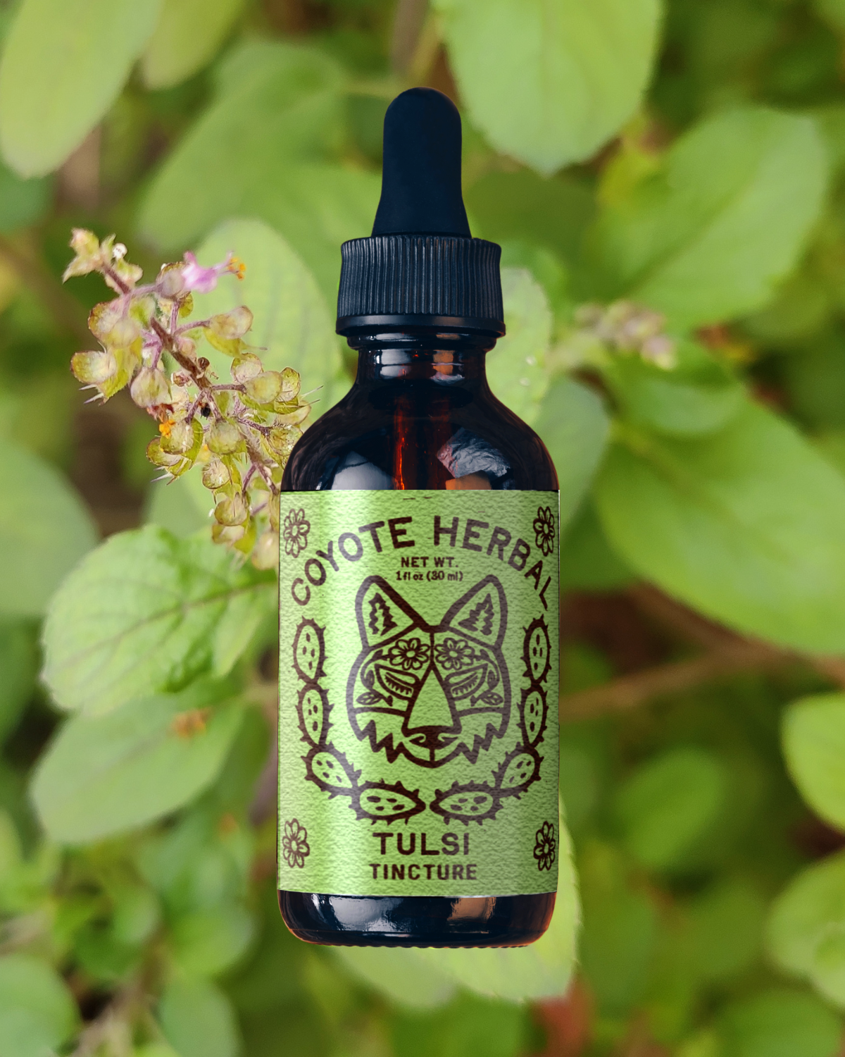 Plant Medicine from Coyote Herbal