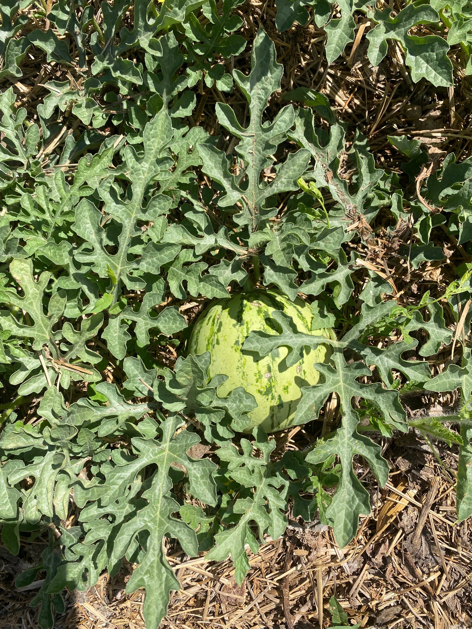 2025 Fall Harvest Box