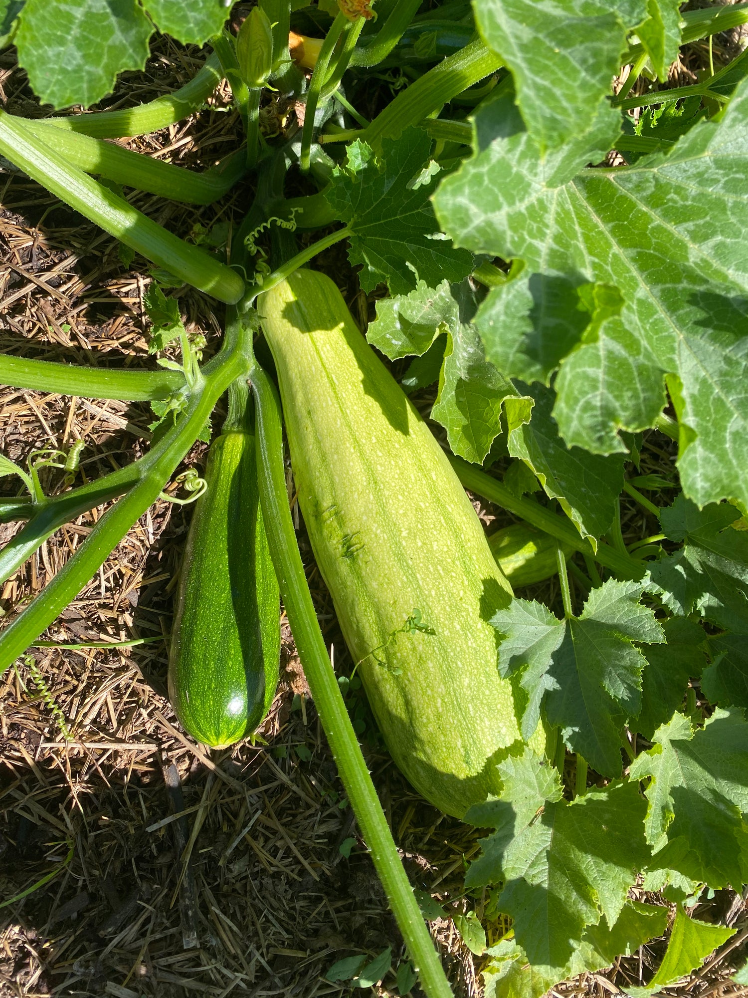 2025 Fall Harvest Box