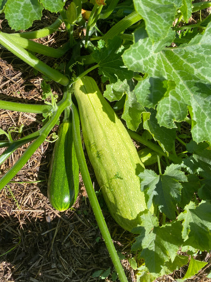 2025 Fall Harvest Box